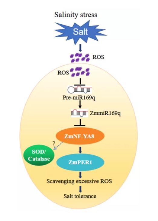 plant physiol 中國農(nóng)科院生物所王磊 徐妙云團隊發(fā)現(xiàn)mirna提高玉米耐鹽性的新機制
