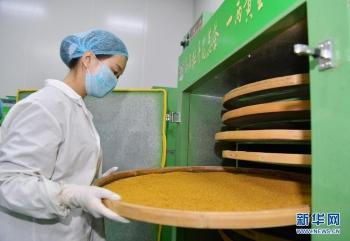 山東菏澤 牡丹花開產業紅 圖